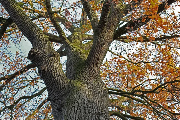Oak Tree Autumn — Stock Photo, Image