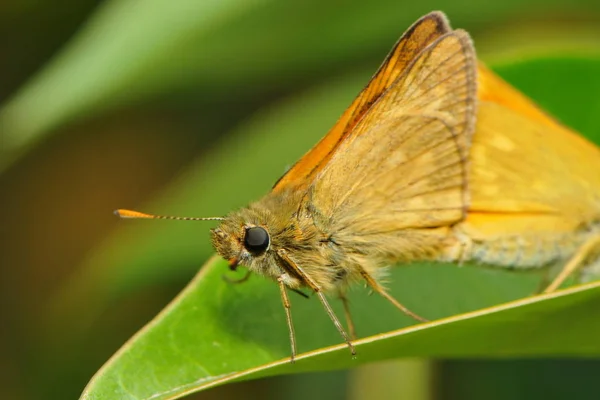 Gros Plan Papillon Dans Habitat Concept Sauvagerie — Photo