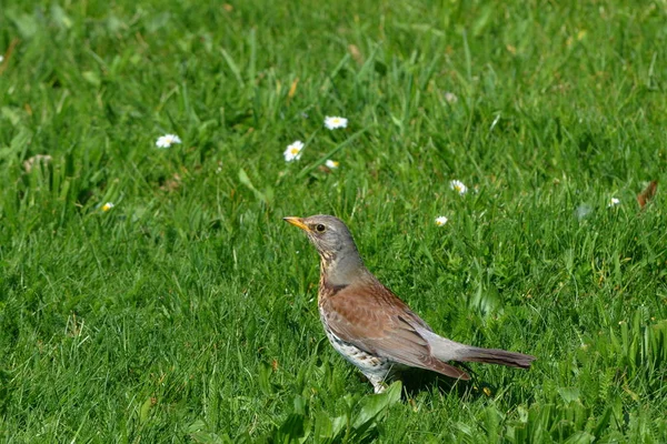 Vue Bel Oiseau Nature — Photo