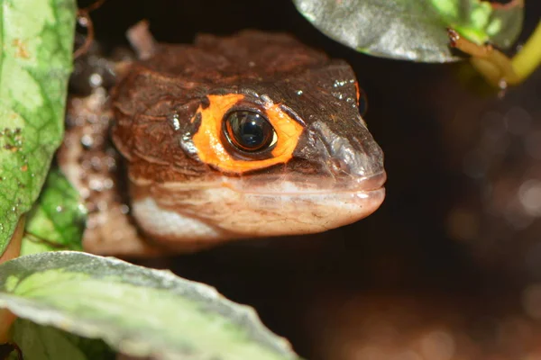 Frosch Amphibientier Kröte — Stockfoto