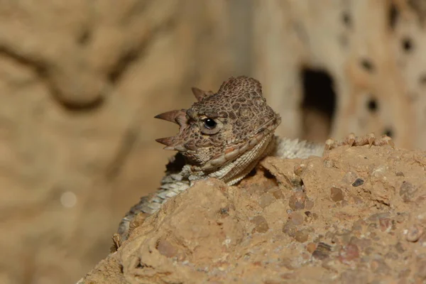 Gros Plan Lézard Dans Habitat Concept Sauvagerie — Photo