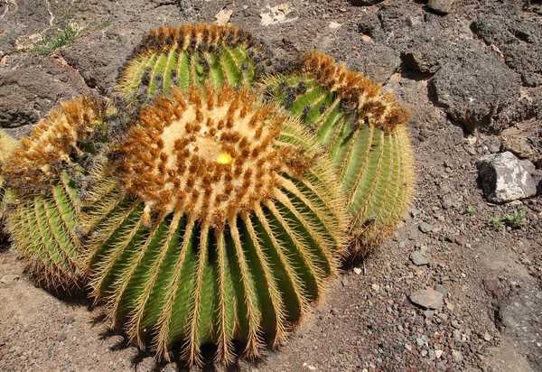 Planta Cactus Flora Tropical —  Fotos de Stock