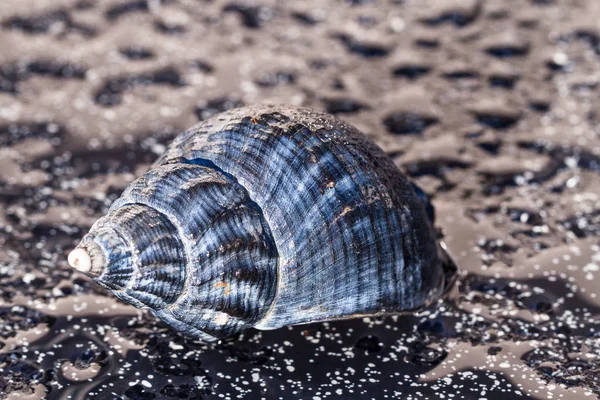 Das Gehäuse Einer Meeresschnecke Liegt Auf Einem Dunklen Tropfenförmigen Boden — Stockfoto