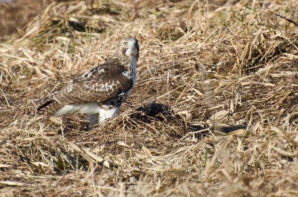 Red Tailed Hawk Leing Ground — Stock fotografie