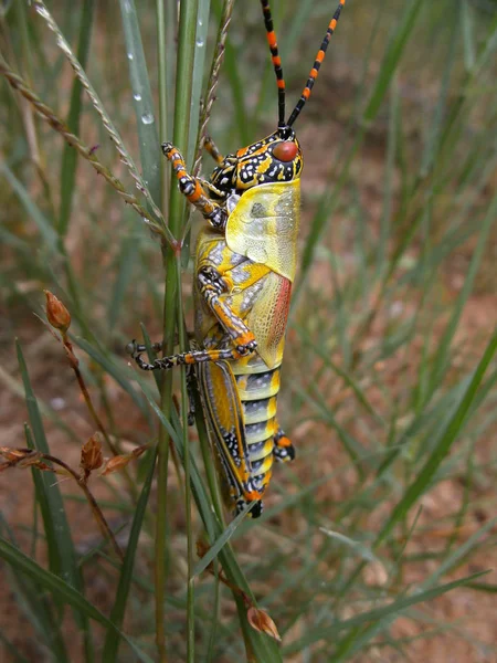 Insecto Saltamontes Insecto Invertebrado — Foto de Stock