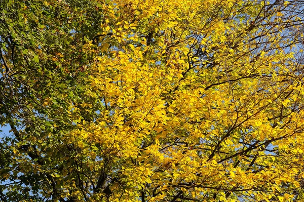 Bukové Listy Podzim — Stock fotografie