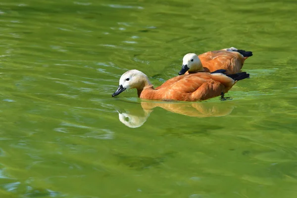 Eenden Zee — Stockfoto