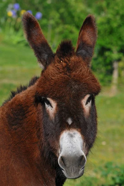 Hästar Utomhus Dagen — Stockfoto