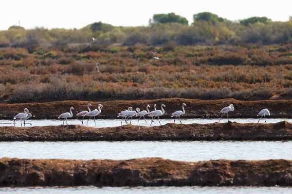 Rosa Flamingos Fundo Natural — Fotografia de Stock