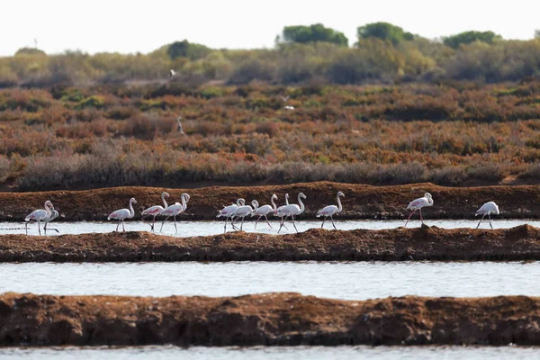 Flamencos Rosados Fondo Natural — Foto de Stock