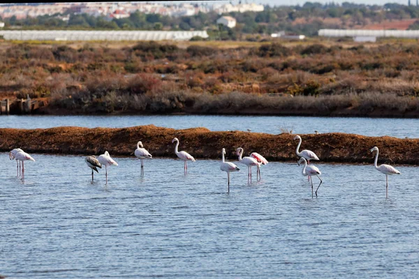 Rózsaszín Flamingók Természetes Háttér — Stock Fotó