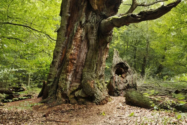 Utsikt Över Ett Träd Skogen — Stockfoto