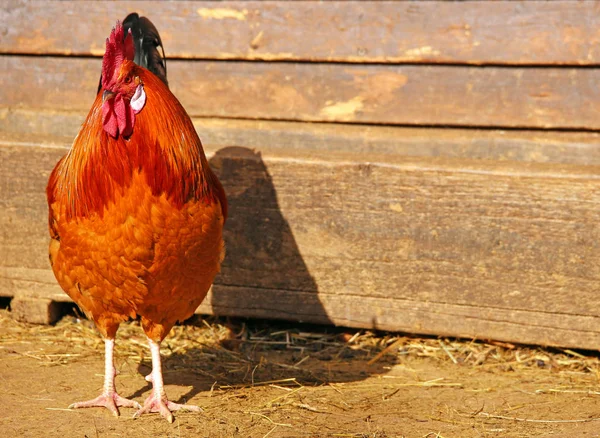 Färgglada Tupp Gallus Gallus Domesticus — Stockfoto