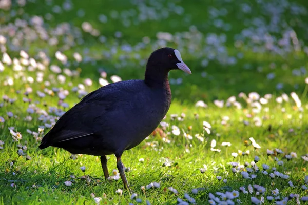 Coot Meadow Full Daisies — ストック写真