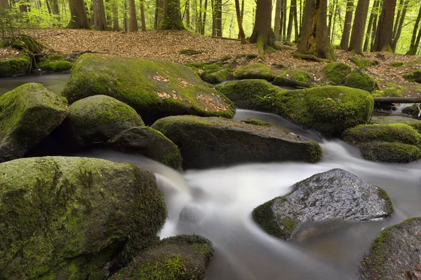 Bos Natuur Bos Bomen — Stockfoto