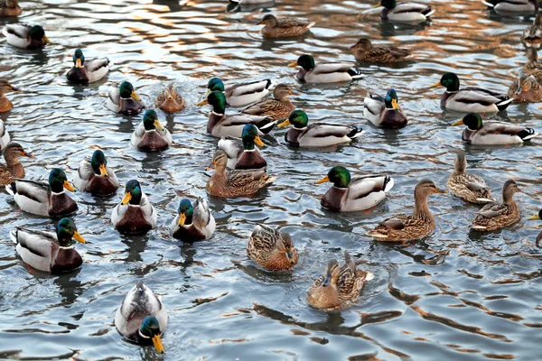 Kacsa Úszik Tóban Őszi Levelek Között — Stock Fotó