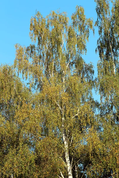 Березове Дерево Листя Сфотографоване Крупним Планом — стокове фото