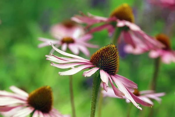 Υπέροχο Χρώμα Purpursonnenhut Echinacea Purpurea — Φωτογραφία Αρχείου