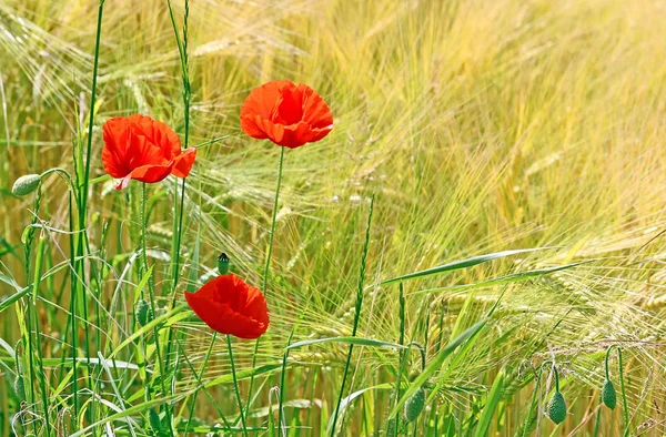 Belles Fleurs Coquelicots Sur Fond — Photo