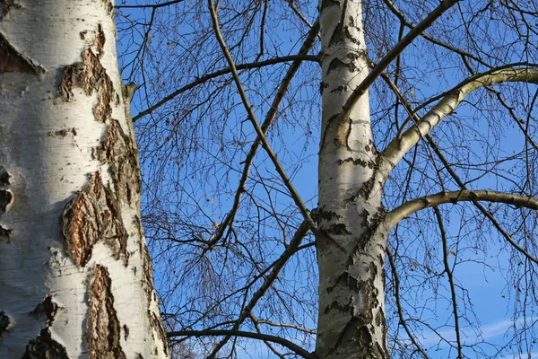 Прекрасний Вид Природу Сцени — стокове фото