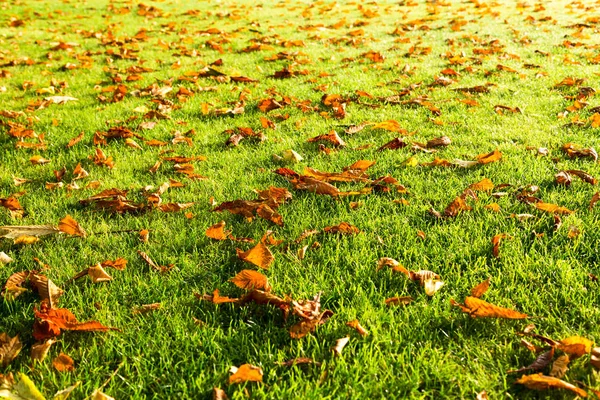 Folhas Secas Solo Durante Outono Irlanda — Fotografia de Stock