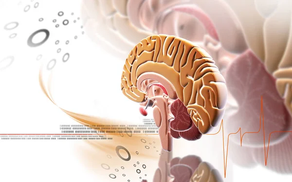 Ψηφιακή Απεικόνιση Του Εγκεφάλου Έγχρωμο Φόντο — Φωτογραφία Αρχείου