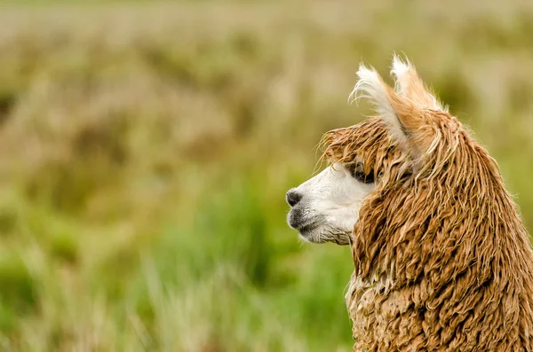 Legrační Alpaka Zvíře Volně Žijící Savec — Stock fotografie