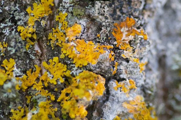 Žlutý Lišejník Staré Kůře Stromu — Stock fotografie