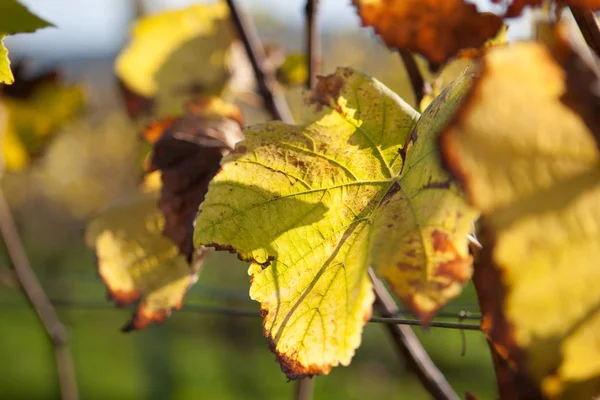 Autunno Stagione Fogliame Foglie Autunnali — Foto Stock