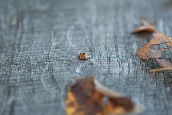 귀여운 무당벌레를 가까이 — 스톡 사진