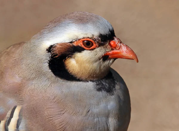 Kopfstudie Chukar Alectoris Chukar Steinhuhn — Foto de Stock