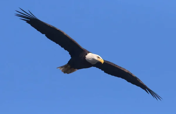 Águia Calva Adulta Haliaeetus Leucocephalus Voo Contra Céu Azul — Fotografia de Stock