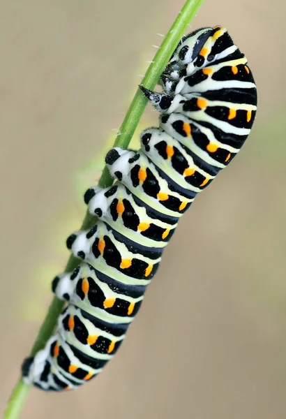 Insecte Chenille Petit Ver — Photo