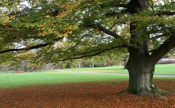 Atmosfera Autunnale Attenzione Selettiva — Foto Stock