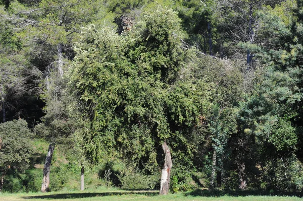 Palamut Meyve Ağaç Yaprak Mahsul Yeşil — Stok fotoğraf