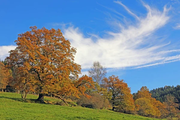 Herbstimpression Sauerland — Fotografia de Stock