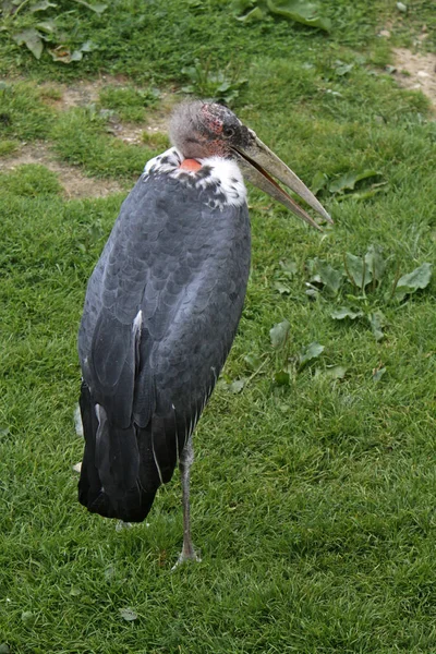 Scenic View Beautiful Marabou Bird — Stock Photo, Image