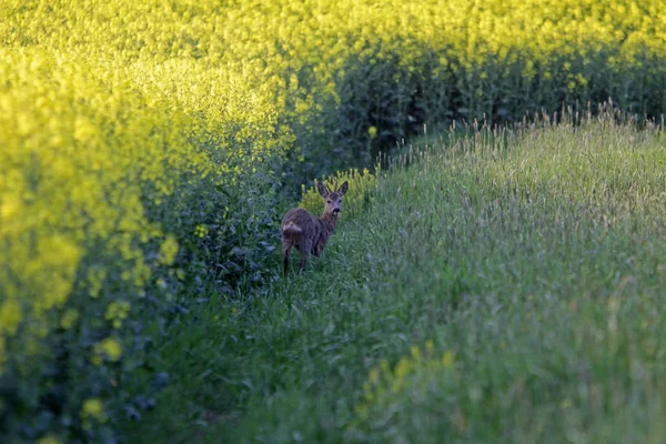 Jordbruk Rapsfält Gul Flora — Stockfoto