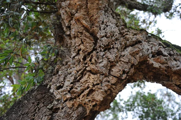 コルクオークの木 自然植物 — ストック写真