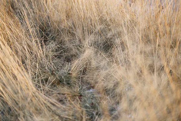 Torrt Gräs Ett Fält Fotograferat Närbild — Stockfoto