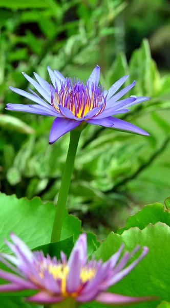Лотос Пелюстки Квітки Водяної Лілії Водна Рослина — стокове фото
