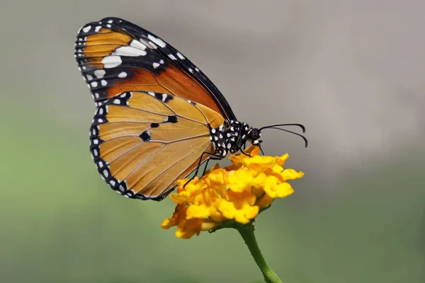 Monarca Africano Danaus Chrysippus — Foto Stock