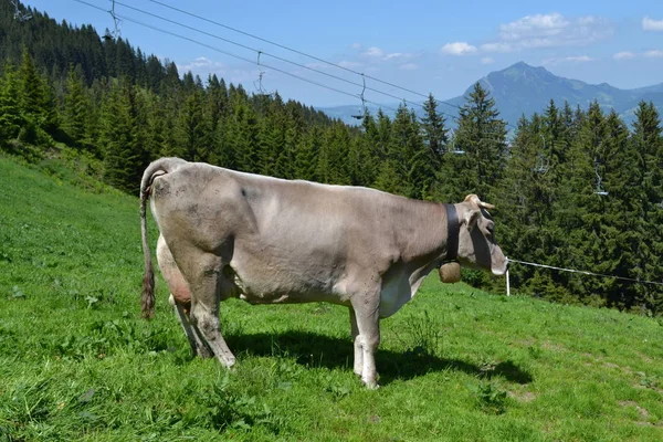 Vista Panorámica Del Hermoso Paisaje Los Alpes — Foto de Stock