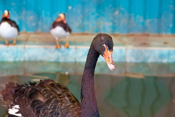 Natación Agua Cisne Negro —  Fotos de Stock