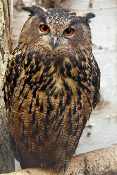 Close Uitzicht Adelaar Uil Wilde Natuur — Stockfoto