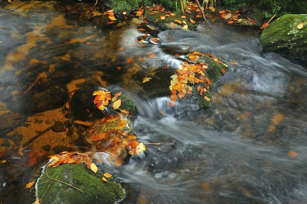 Осенью Баварском Лесу — стоковое фото
