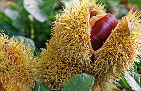 Kastanien Auf Dem Baum — Stockfoto