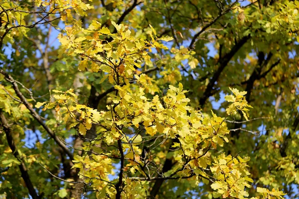 Piękny Żółty Czerwony Liść Jesienny Krzak — Zdjęcie stockowe