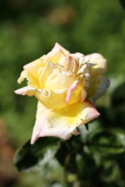 Beautiful Rose Garden Photographed Close — Stock Photo, Image