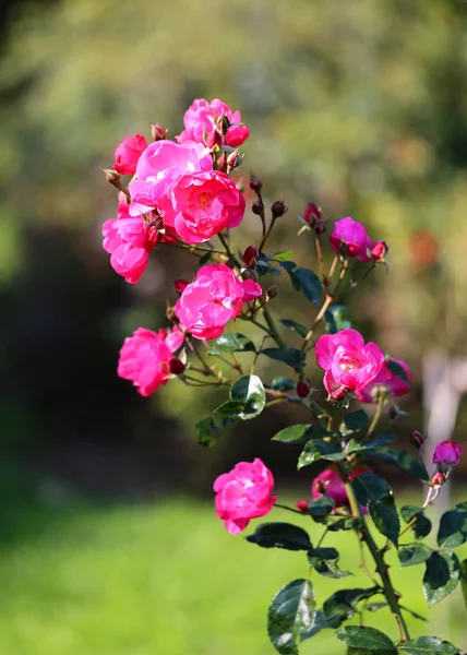 Hermoso Jardín Rosas Fotografía Cerca —  Fotos de Stock